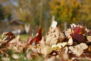 Colorful autumn leaves scattered across a sunny park landscape