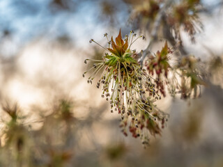 Acer negundo, Box elder, boxelder, ash-leaved and maple ash, Manitoba, elf, ashleaf maple male inflorescences and flowers on branch outdoor.