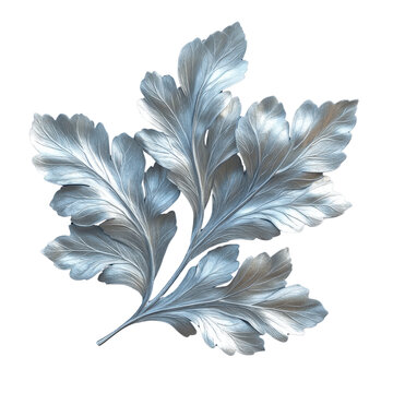 Dusty Miller leaves with silver foliage isolated on white background