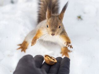 Squirrel eats nuts from a man's hand. Caring for animals in winter or autumn.
