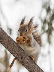 The squirrel with nut sits on tree in the winter or late autumn