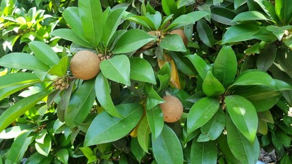Manilkara zapota, commonly known as sapodilla sapota, chikoo, chico, naseberry or nispero on the tree, Fresh and organic Sapodilla in the tree. 