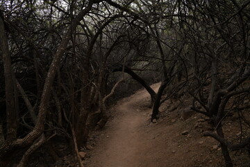 Creepy path