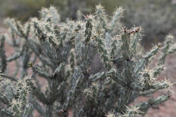 Cactus