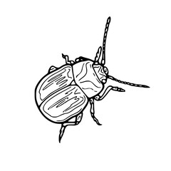 detailed horned beetle vector illustration