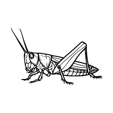 black and white grasshopper side view clip art preview