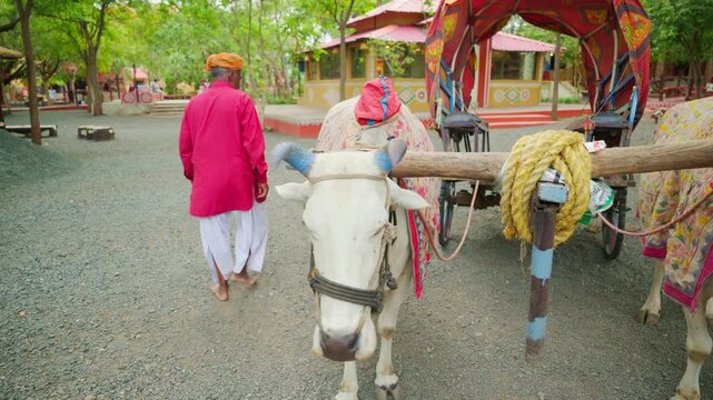 Villager tightens yoke as oxen stand still countryside