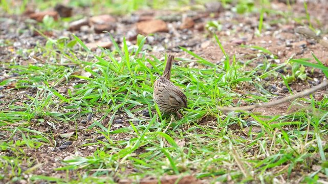 Lincoln's Sparrow Close-Up - Hopping on Green Forest Floor