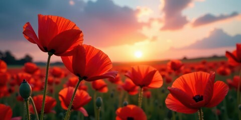 Obraz premium Vibrant Red Poppies Blooming in a Sunset Field, Nature's Beauty at Golden Hour