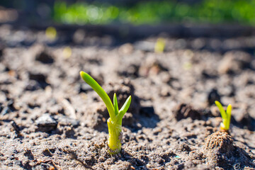 The first green onion sprouts growing in the garden, close-up. Spring garden