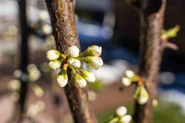 Blooming plum tree close-up. Beginning of tree flowering
