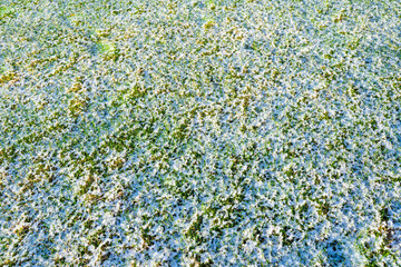 Sunny spring morning, snow melting on green grass. Lawn covered with snow in spring