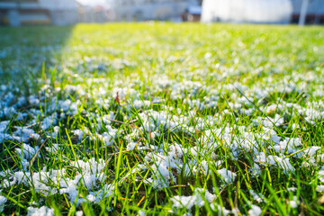 Sunny spring morning, snow melting on green grass. Lawn covered with snow in spring
