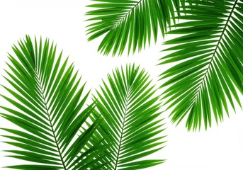 Obraz premium A bright image of several green palm fronds against a stark white background creating a tropical feel