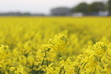 Obraz premium Field of rapeseed 
