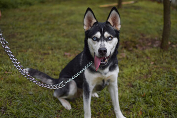 Photograph of a chained Siberian husky outdoors facing forward with its tongue sticking out