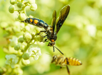Close Up of a Noble Scoliid Wasp on a longan flowers