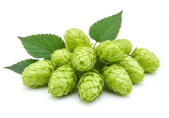 Fototapeta premium A pile of fresh green hops with leaves isolated on a white background in a studio setting