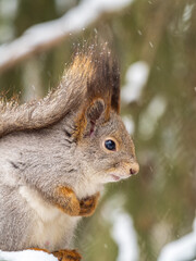 The squirrel sits on a branches without leaves in the winter or autumn