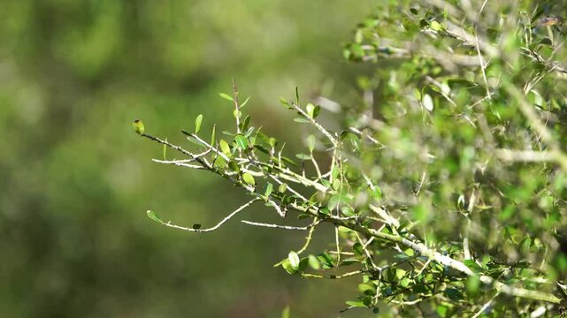 Close-Up: Bright Female Cardinal in Tree Branches