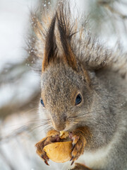 The squirrel with nut sits on tree in the winter or late autumn