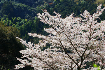 日本の低山に自生する山桜