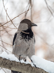 A hooded crow sitting on a tree