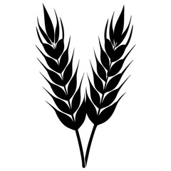 wheat ears isolated on white background