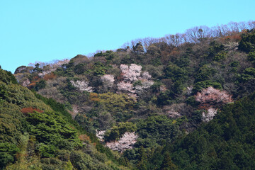 Fototapeta premium 日本の低山に自生する山桜