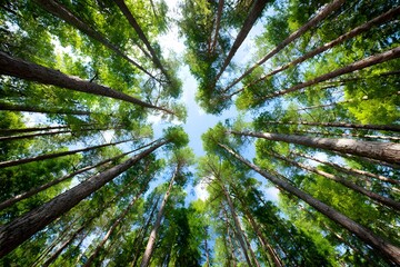 Fototapeta premium Low-angle forest view with tall trunks