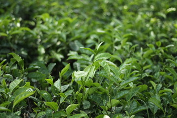 Green Tea Leaves: A detailed view of vibrant green tea leaves thriving in a lush, natural environment, showcasing the freshness and vitality of the crop.