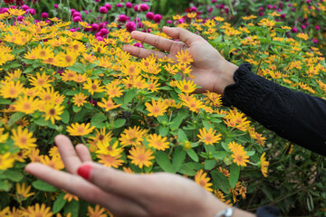 Close-up view of two hands reaching into a dense cluster of bright yellow flowers.