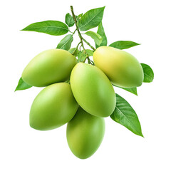 Fresh Green Mangoes with Glossy Leaves Isolated on Transparent Background,green mango with leaf,Mangoes with Lush Leaves, tropical fruit, healthy food,green leaf,Cluster of Fresh Green Mangoes,Ai