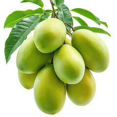Fresh Green Mangoes with Glossy Leaves Isolated on Transparent Background,green mango with leaf,Mangoes with Lush Leaves, tropical fruit, healthy food,green leaf,Cluster of Fresh Green Mangoes,Ai