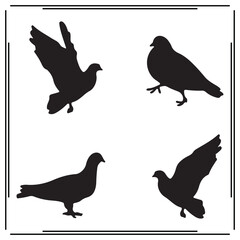 Pigeon silhouette, Pigeon illustration , Pigeon clipart, Pigeon vector , Pigeon icon , black Pigeon, Pigeon illustration on white background, Pigeon vector illustration ,