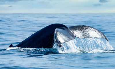 A stunning close-up of a humpback whale tail fluke rising from the ocean, with water cascading...