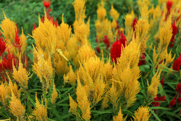 A vibrant display of deep pink globe amaranth flowers fills a garden bed, creating a beautiful and colorful scene.