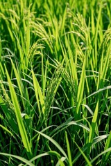 a close up of a field of green grass with a few small leaves