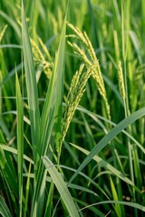 there are many green plants that are growing in the field
