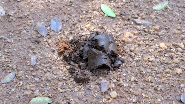 Closeup of potential sloth bear fecal scat poo in Wilpattu National Park Sri Lanka