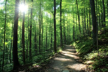 Obraz premium Sun-dappled forest trail through dense deciduous 