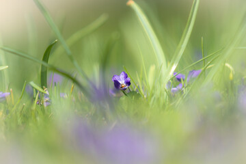 A Sweet Violet (Viola odorata) on a dewy meadow. The delicate purple flower glistens with morning dew, its soft petals and heart-shaped leaves nestled among the grass.
