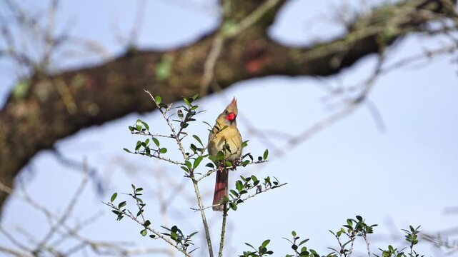 Close-Up: Bright Female Cardinal in Tree Branches
