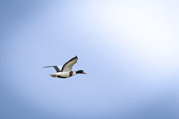 A Common Shelduck (Tadorna tadorna) in flight. The striking waterfowl soars gracefully through the sky, displaying its bold black, white, and chestnut plumage.