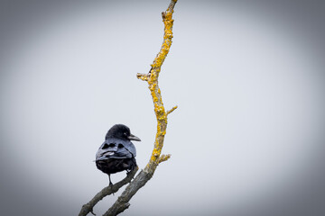 A Carrion Crow (Corvus corone) on a branch. The intelligent black bird perches calmly, its glossy...