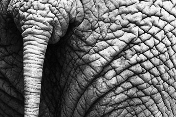 A close-up of African Elephant skin (Loxodonta africana). The thick, wrinkled texture is captured in intricate detail, showcasing the rough, weathered surface that provides protection in its natural.