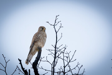 A female common kestrel (Falco tinnunculus) on a branch. The sleek raptor perches gracefully, its sharp eyes scanning the surroundings. With its distinctive plumage and powerful build, 
