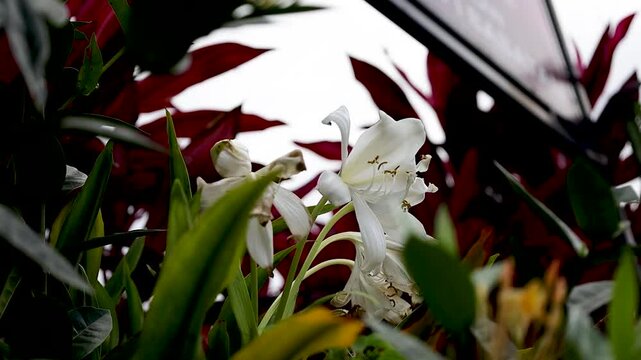 Crinum Asiaticum L or lily, this plant is used as an ornamental flower, which is planted in the yard
