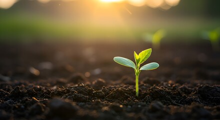 Small sprout emerging from soil in warm sunrise light – peaceful nature scene with fresh green leaves and soft shadows