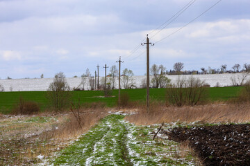 A spring rural landscape with a green field of young wheat, remnants of snow on the sides of a dirt...
